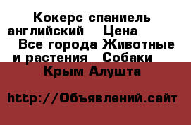 Кокерс спаниель английский  › Цена ­ 4 500 - Все города Животные и растения » Собаки   . Крым,Алушта